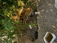 Lütfen yavru köpekleri sahiplenelim