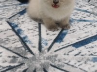 Ücretli Sahiplendirilecek British Shorthair