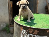 Mükemmel anatomi çift DNA french bulldog yavrular
