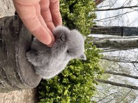 SÜPER NETHERLAND DWARF CÜCE TAVŞANLAR