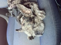 3 aylık erkek french bulldog