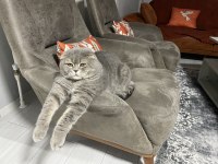 Erkek scottish Fold kedisi
