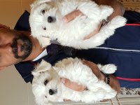 SUPER KALİTE SÜPER FİYATLARA ORJİNAL MALTESE YAVRULAR