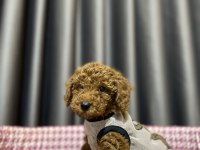 2.5 aylık toy poodle