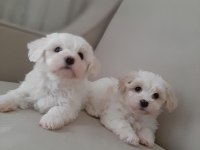 Maltese terrier Yavru