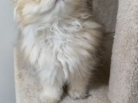 British longhair ny 12