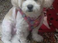 Maltipoo cinsi 5 yaşında dişi