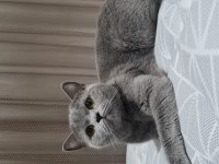 British shorthair dişi kedimiz