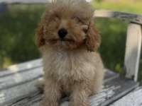 Kıvır kıvır f1 maltipoo