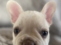 French Bulldog Özel Bir Renk Ve Karakter