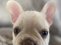 French bulldog özel bir renk ve karakter