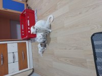 1 AYLIK MİNNAK KEDİLER REZERVEYE AÇILDI