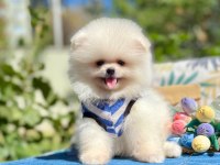 Boo Pomeranian Ayi Surat Yavrular
