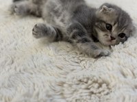2 aylık yavru scottish fold erkek