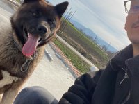 Amerikan akita 1,5 yaşında