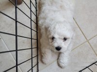 Maltipoo dişi ve erkek yavrular
