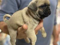 Pug (rıfkı) bebekler