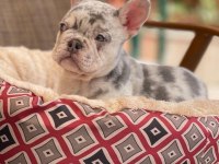 Egzotik Merle flufy french yavruları