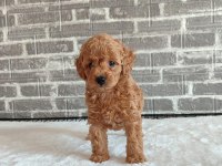 WC EĞİTİMLİ TÜY DÖKMEYEN TOY POODLE