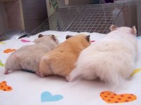 Her Irk Hamster Bebek Ve Malzemeleri Adrese Teslim Mevcut