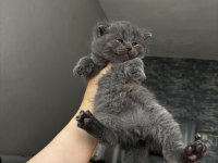 Kaliteli british shorthair bebekler