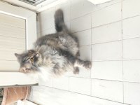 2 yaş kısır çipli aşılı british longhair erkek