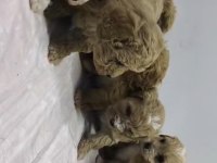 Maltipoo bebekleri