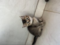 British shorthair yavru kediler