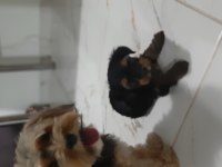 11 Haziran doğumlu anne yanından Yorki kızımız