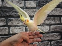 İnsan Aşığı Sultan Papağanı Yavruları