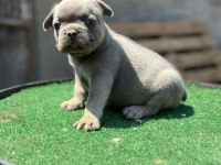 Teslim hazır İzabella+flufy carrier french bulldog yavrular