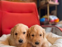 Burkem den a kalite golden retriever yavrularımız