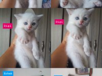 Scottish fold ve british shorthair kedimiz