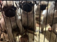 ANNE ALTINDAN SAĞLIKLI SEVİMLİ ORJINAL PUG YAVRULARI