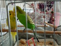 Jumbo muhabbet kuşu çiftiyle beraber