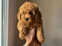 Toy poodle yavrularımız