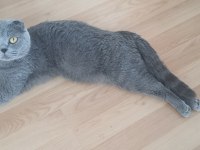 Sıfır kulak scottish fold 3 yaşında