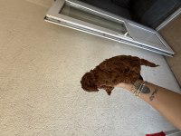 En Koyusunu İsteyene Dark Redbrown Erkek Kore Toy Poodle