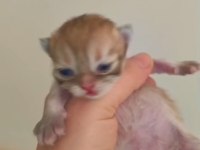 Safkan blh british longhair golden by11 yavru