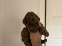 Kilo garantili toy poodle bebekler