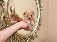 Teacup maltipoo bebekler