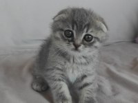 British shorthair aşıları tam