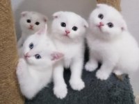 Orjinal safkan şecereli fold ve british shorthair yavrular