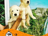 Golden Retriever (Baby Face)