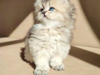 Harika british longhair yavruları