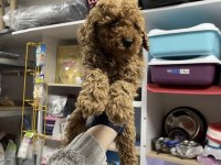 Rezerveye Açık Köpekler