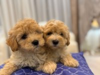 Tüy yumağı maltipoo