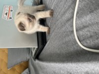 Güzel kızıma yuva arıyorum scottish fold