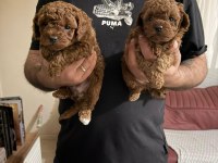 A Kalite Poodle Bebekler