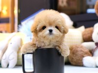 MALTİPOO BEBEKLERİM Kore bebek